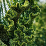 Kryptoméria japonská (Cryptomeria japonica) 'CRISTATA' - výška: 50-70 cm, kont. C3L (-27 °C)